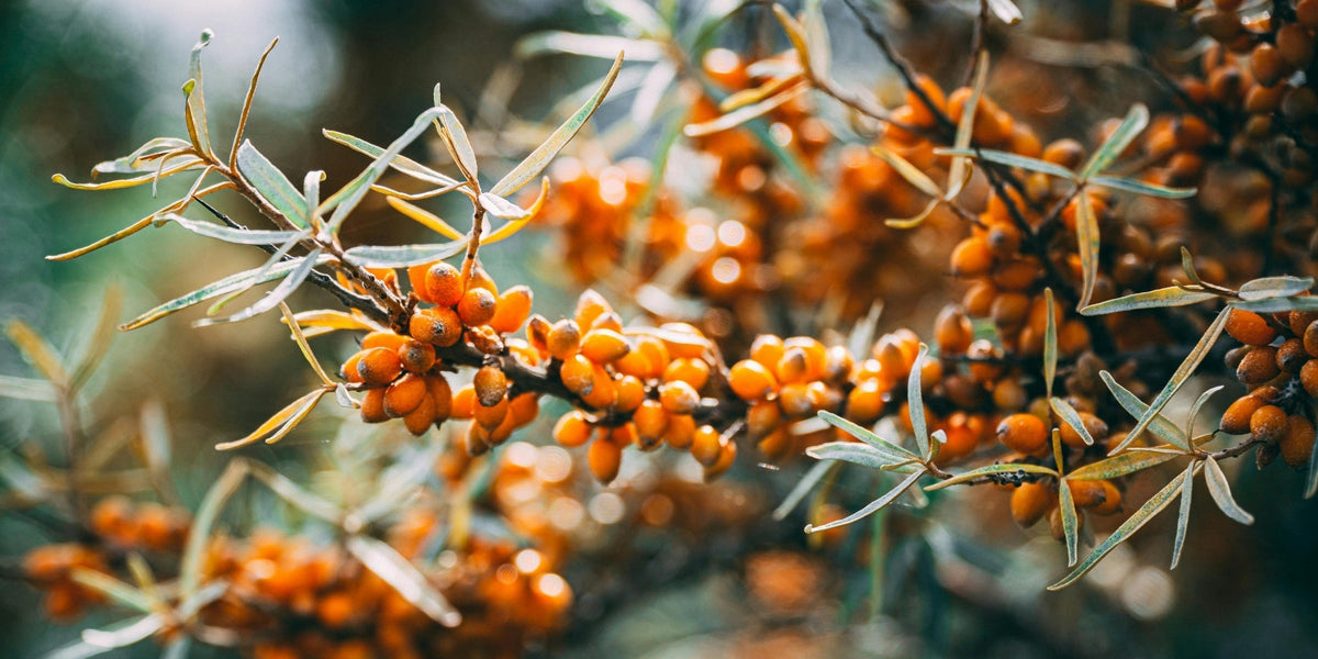 Sea Buckthorn Oil: Benefits for Skin Explained